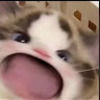 emilyhuang319